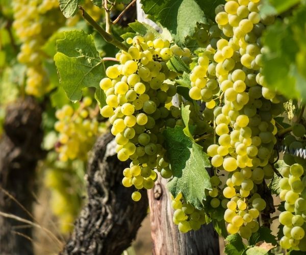 Green grapes in a vineyard